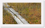 kukkeli siberian jay-4184 * 900 x 506 * (689KB)